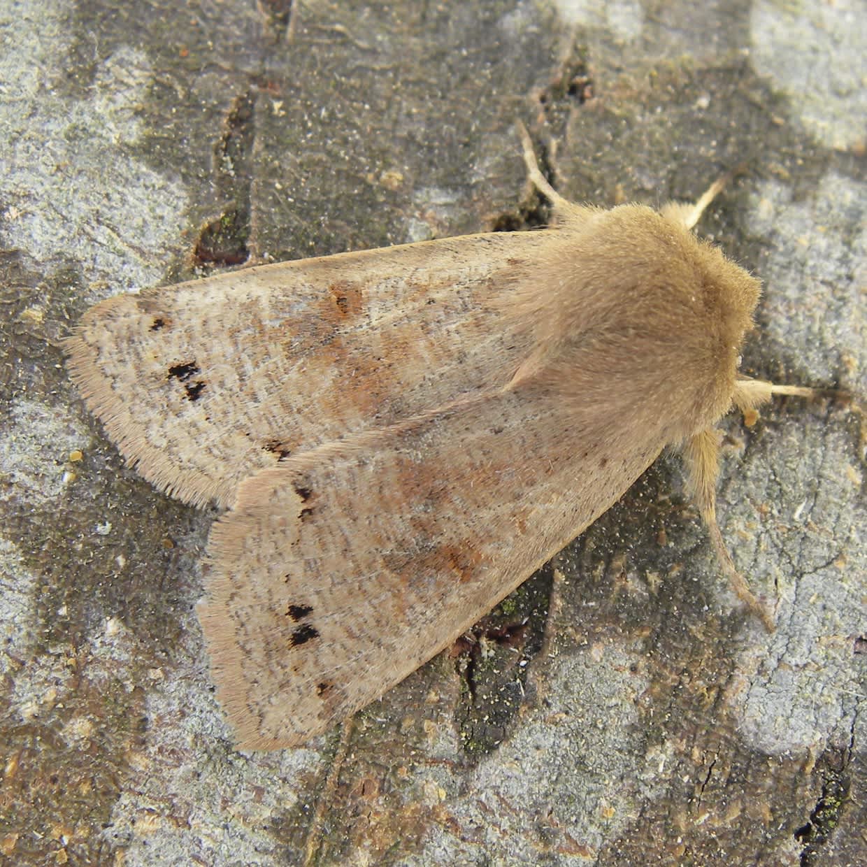Twin-spotted Quaker (Anorthoa munda) photographed in Somerset by Sue Davies