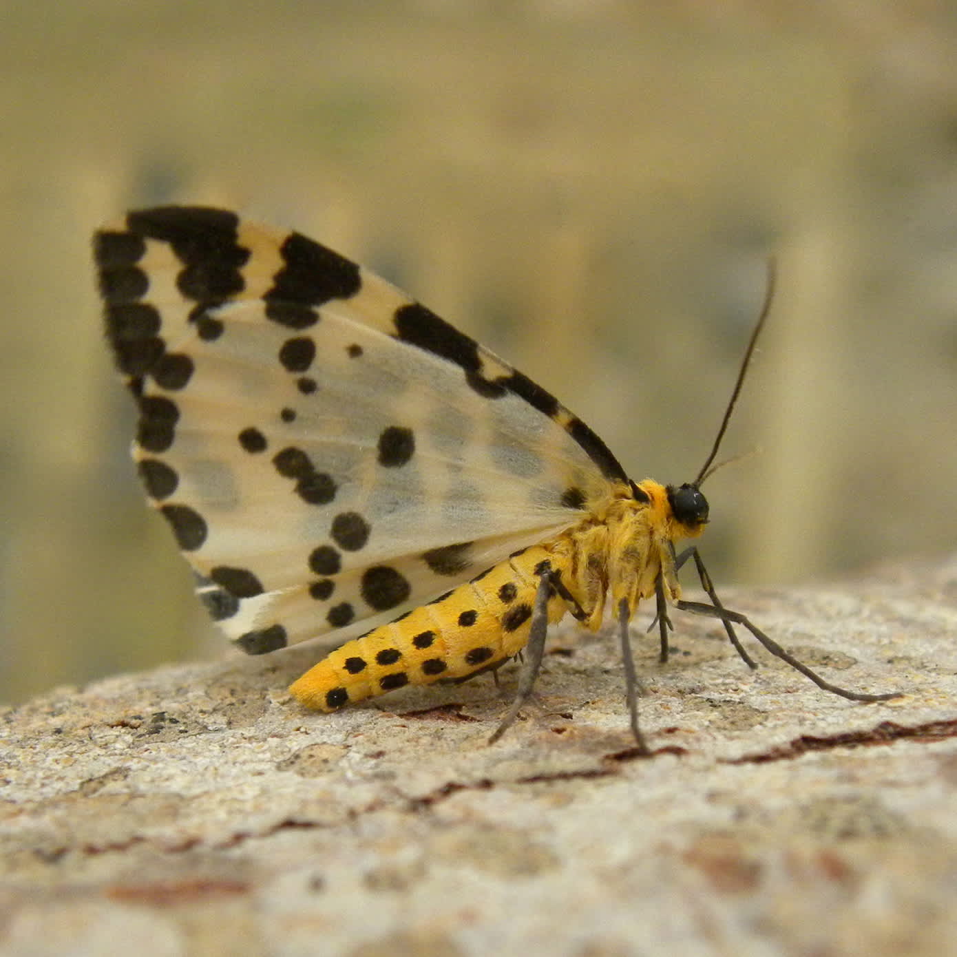 The Magpie (Abraxas grossulariata) photographed in Somerset by Sue Davies