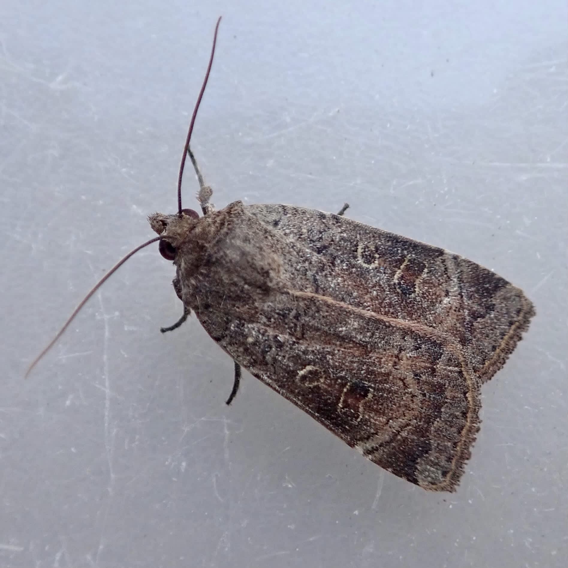 Lesser Yellow Underwing (Noctua comes) photographed in Somerset by Sue Davies