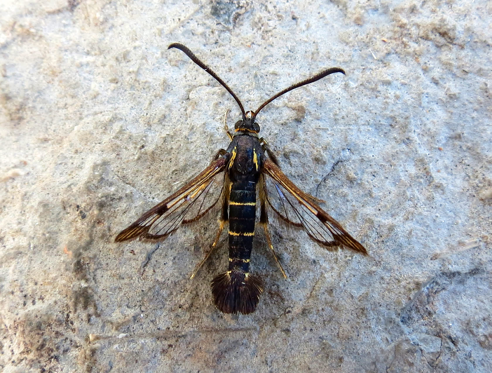 Currant Clearwing (Synanthedon tipuliformis) photographed in Somerset by Steve Chapple