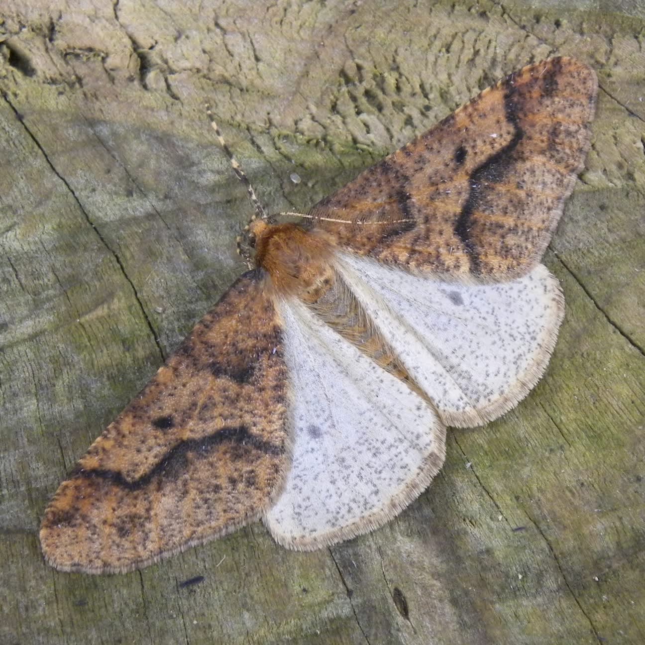 Mottled Umber (Erannis defoliaria) photographed in Somerset by Sue Davies