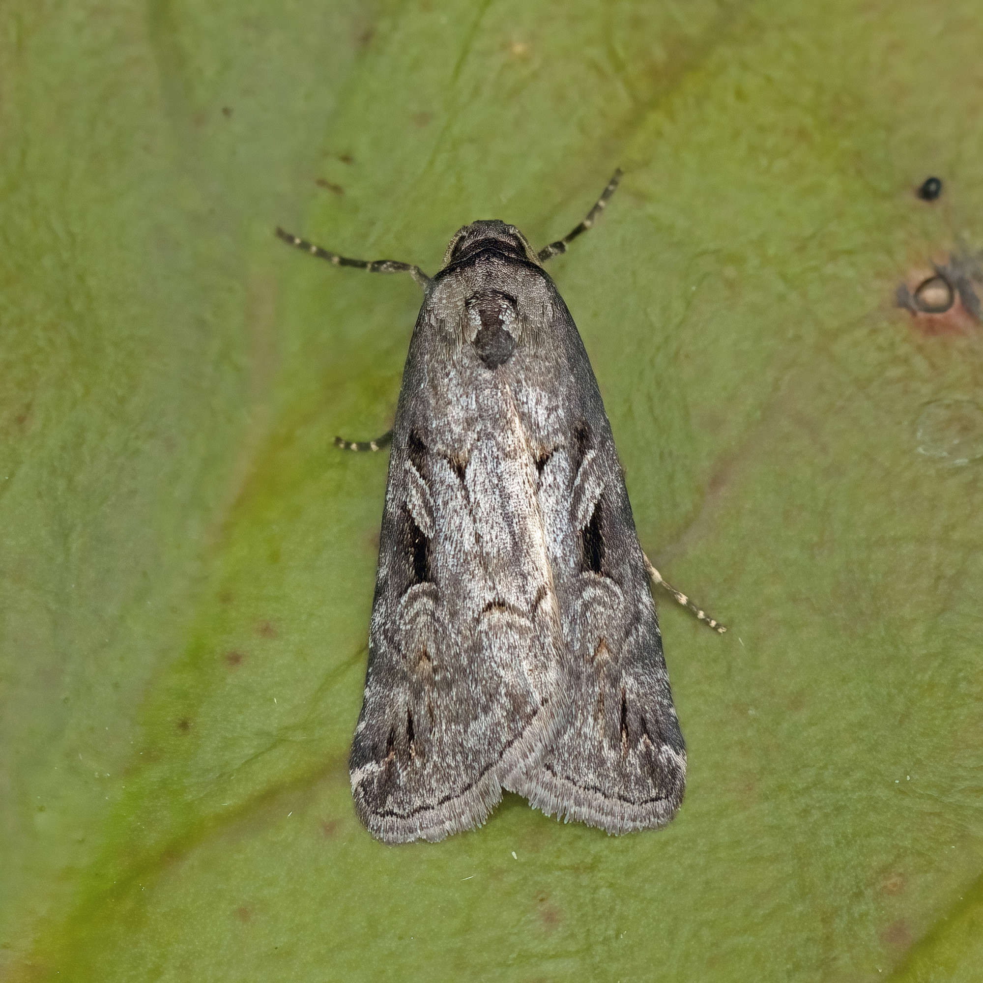 The Anomalous (Stilbia anomala) photographed in Somerset by Nigel Voaden