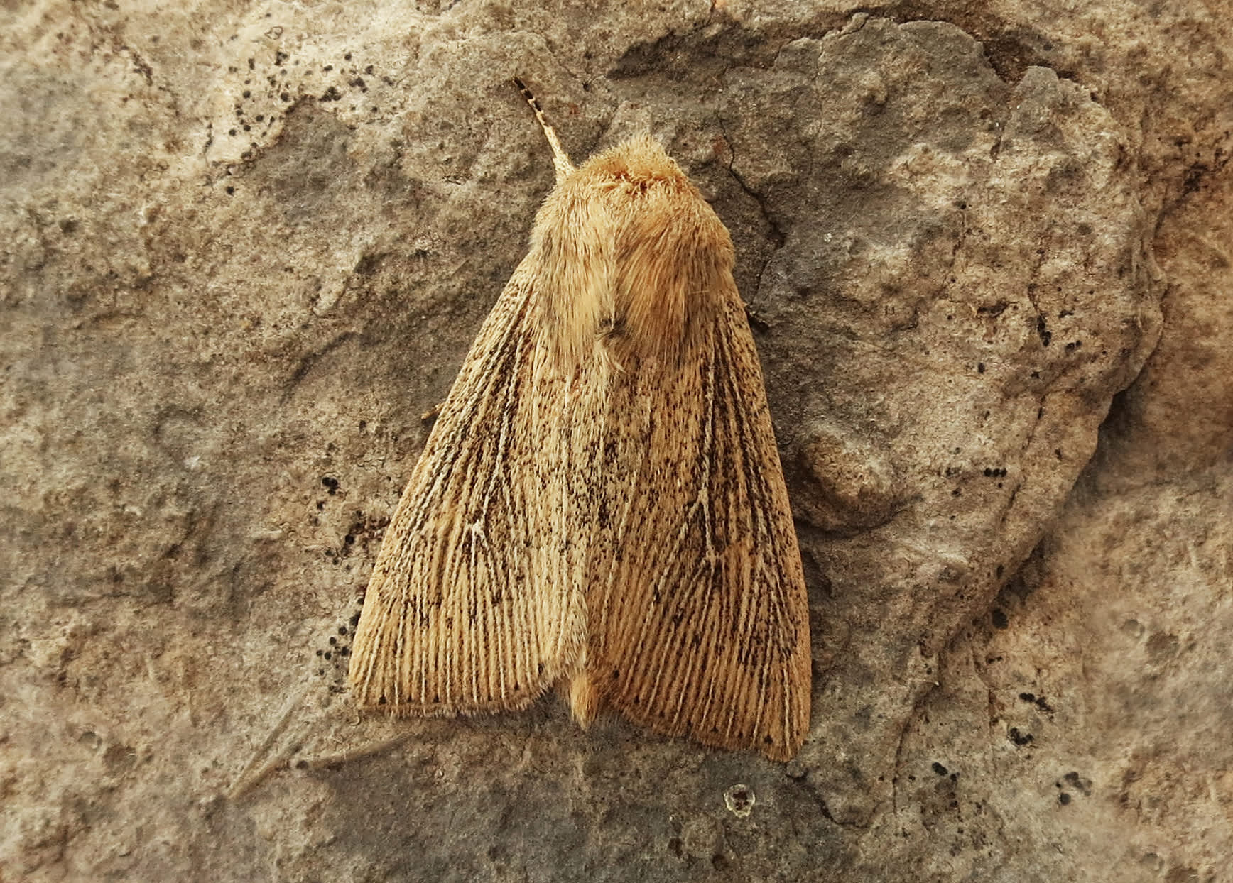 Obscure Wainscot (Leucania obsoleta) photographed in Somerset by Steve Chapple