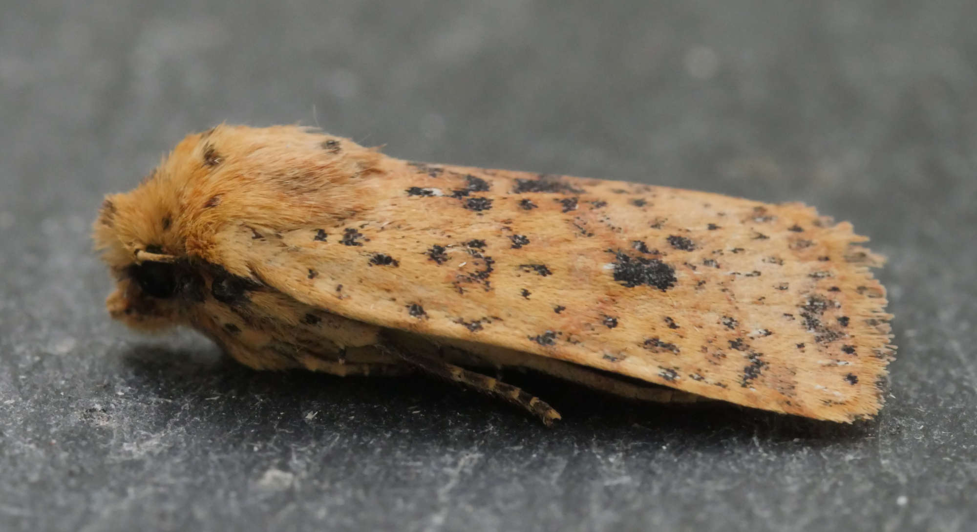 Dotted Chestnut (Conistra rubiginea) photographed in Somerset by Jenny Vickers