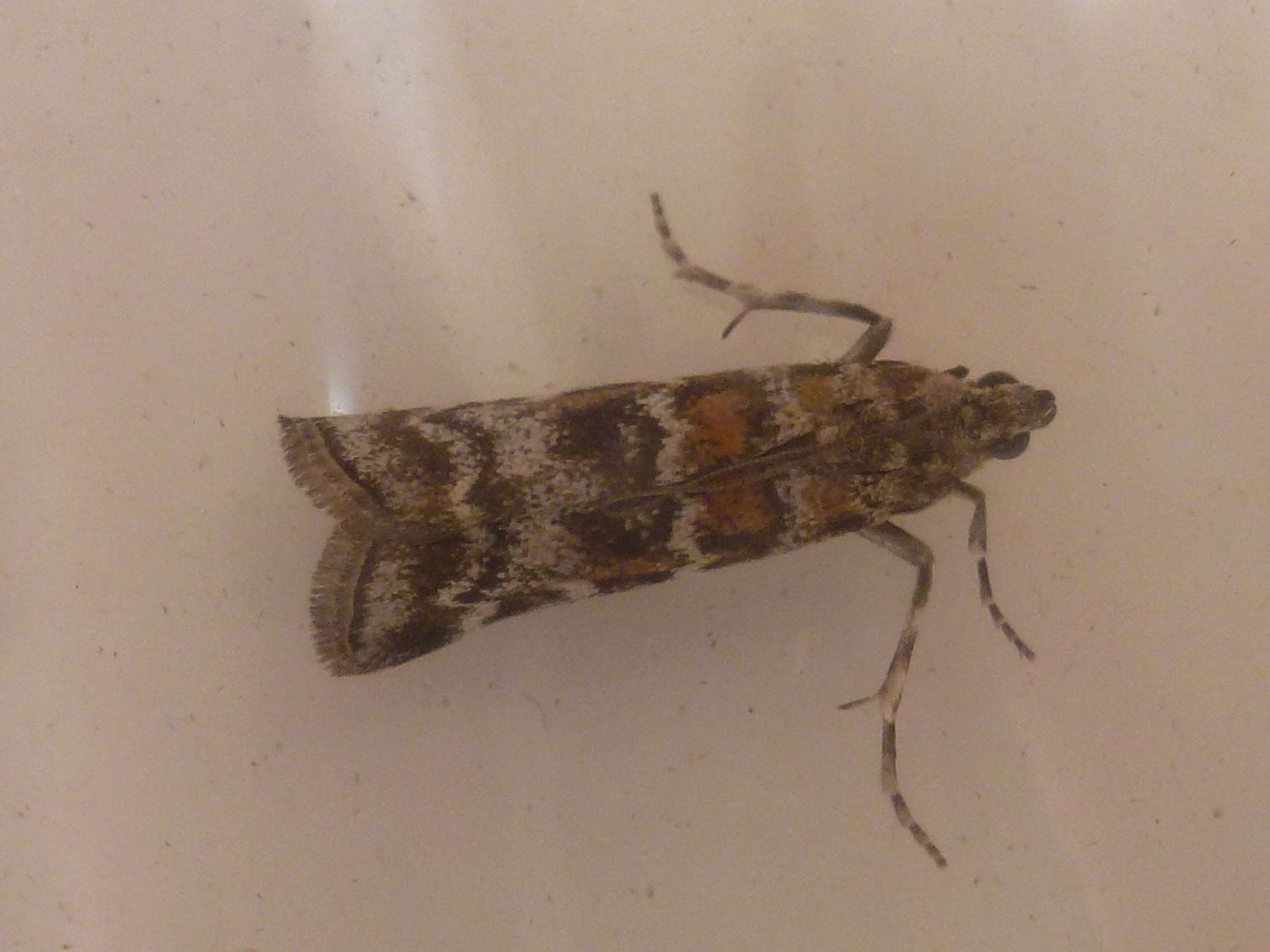 New Pine Knot-horn (Dioryctria sylvestrella) photographed in Somerset by Christopher Iles