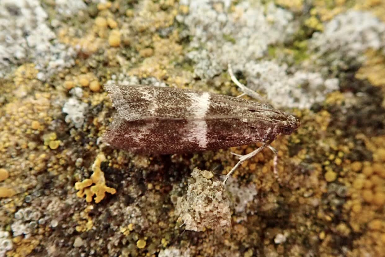 White-barred Knot-horn (Elegia similella) photographed in Somerset by Sue Davies