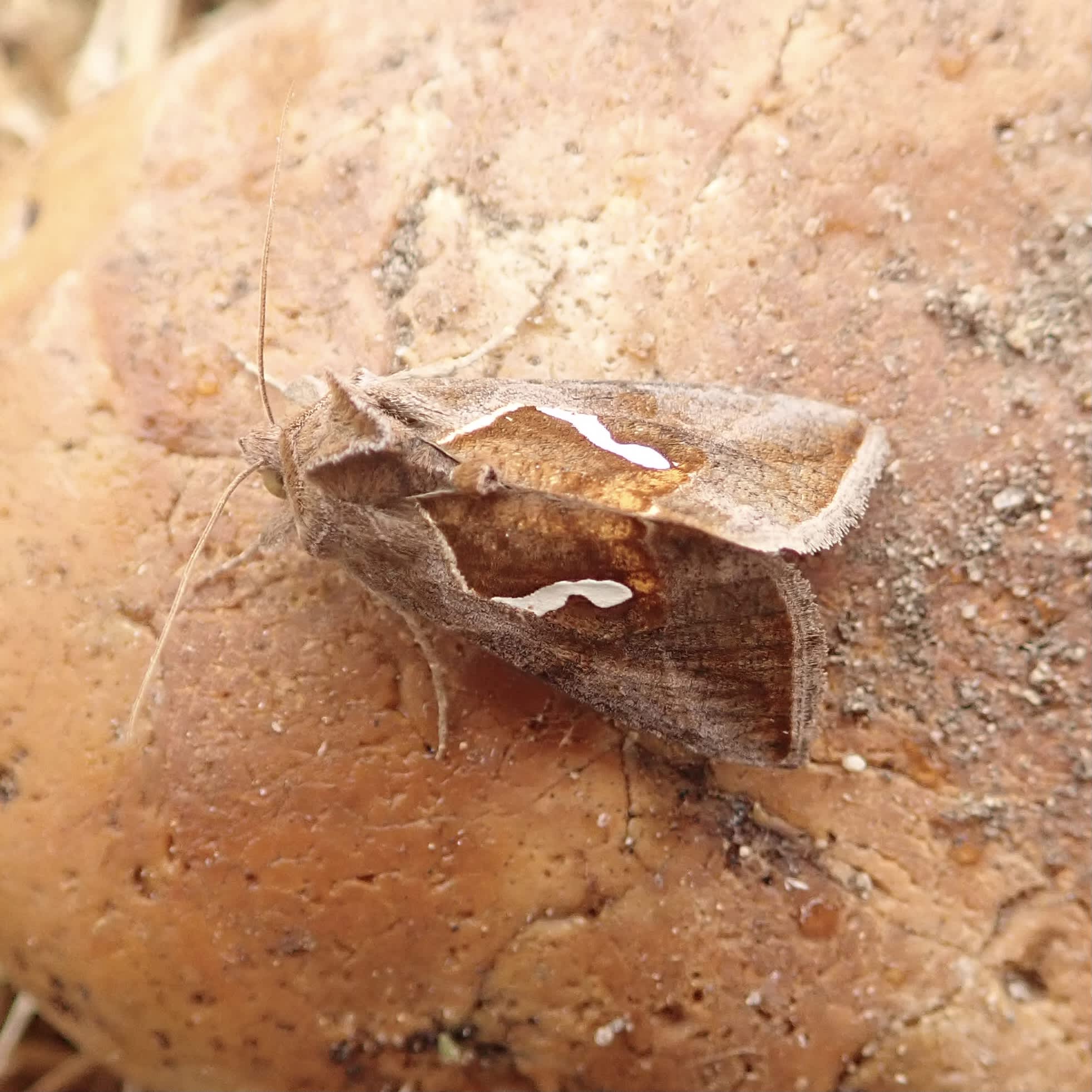 Dewick's Plusia (Macdunnoughia confusa) photographed in Somerset by Sue Davies