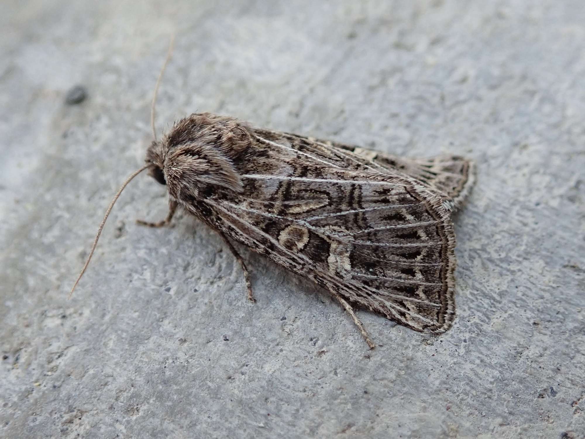 Feathered Gothic (Tholera decimalis) photographed in Somerset by Sue Davies