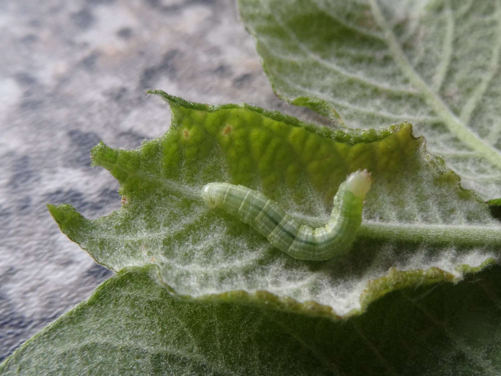 Winter Moth (Operophtera brumata) photographed in Somerset by Christopher Iles