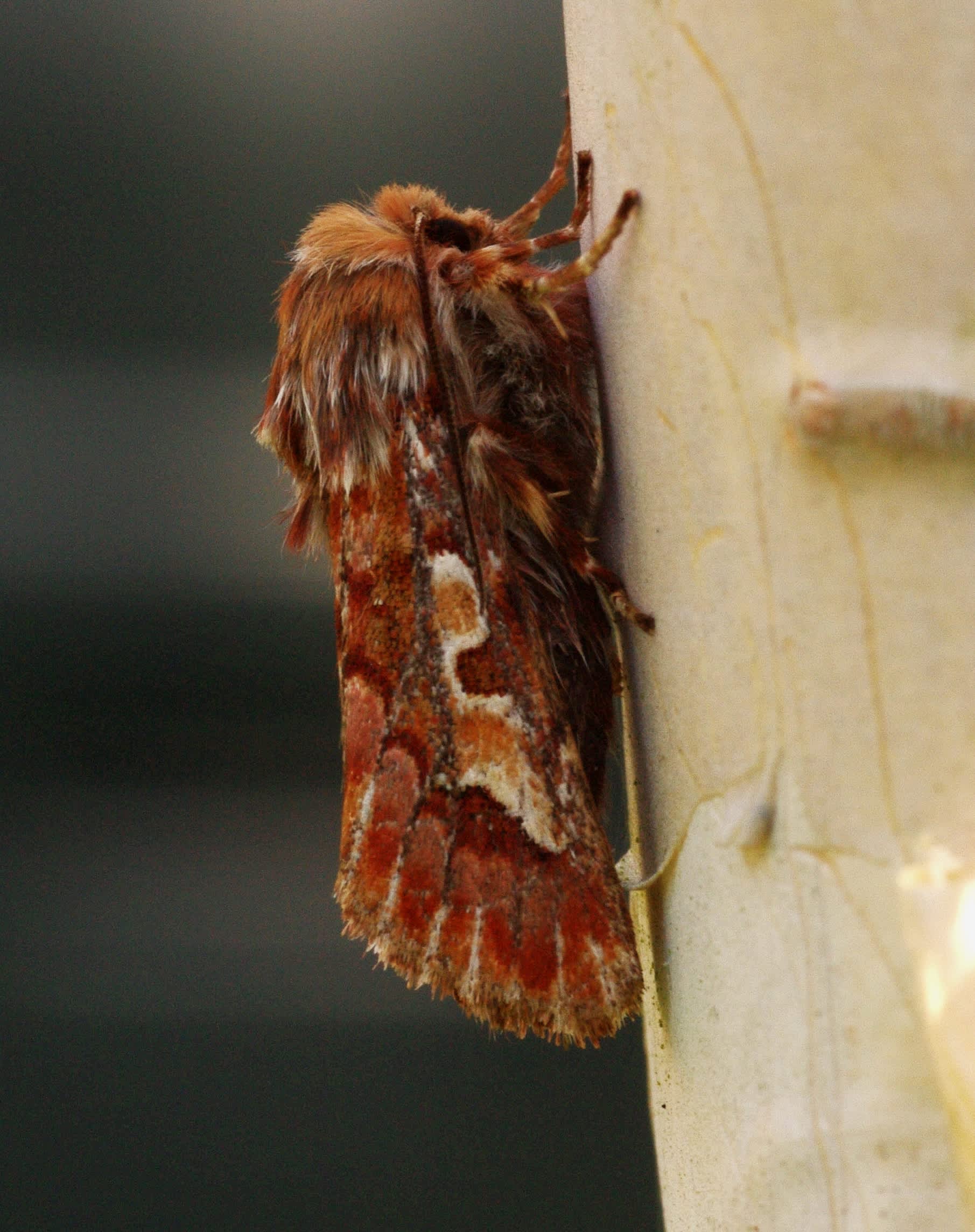 Pine Beauty (Panolis flammea) photographed in Somerset by John Connolly