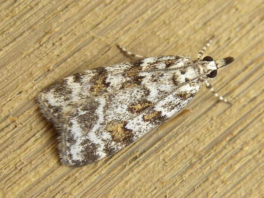 Meadow Grey (Scoparia pyralella) photographed in Somerset by Sue Davies