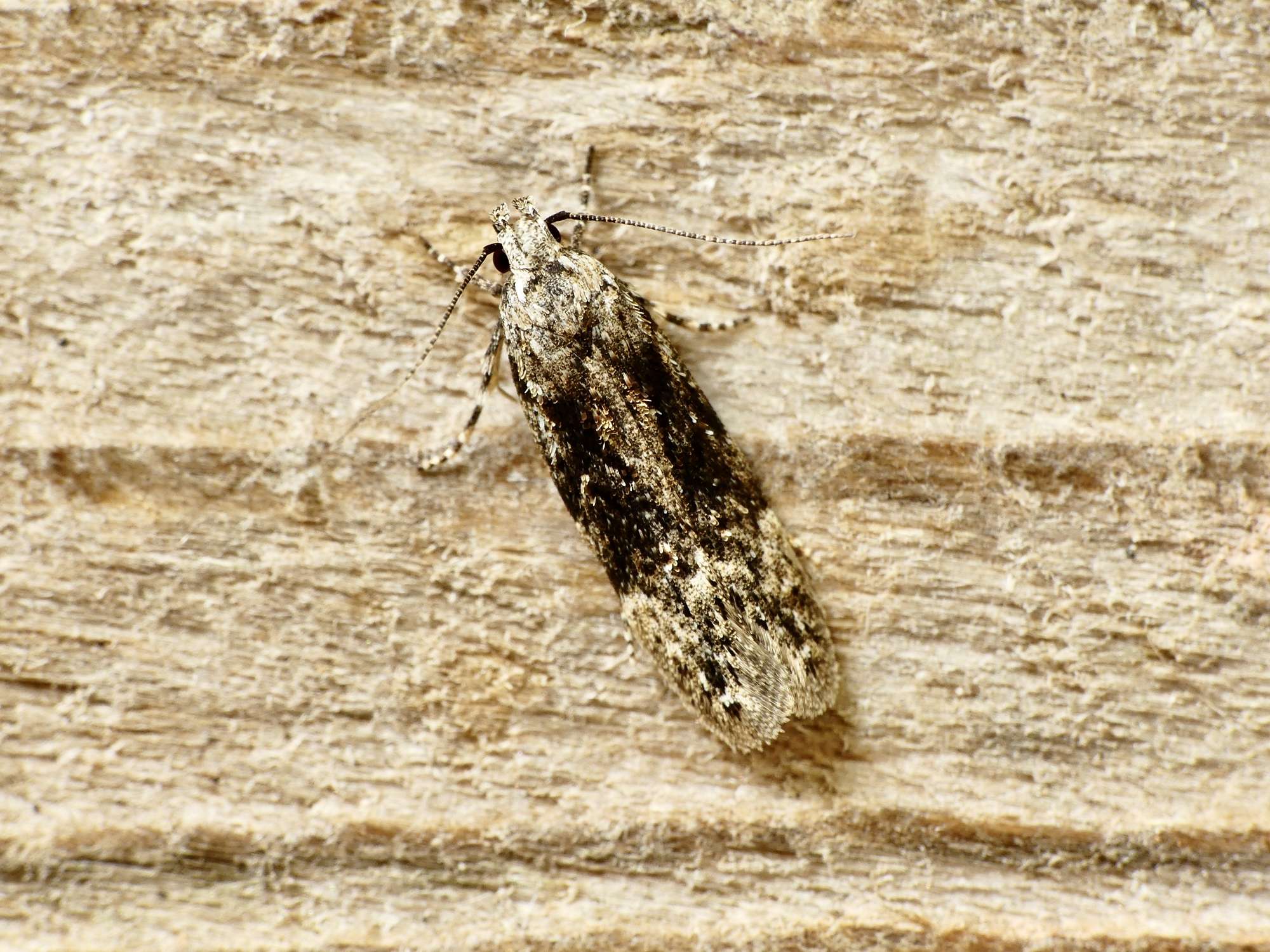 Elm Groundling (Carpatolechia fugitivella) photographed in Somerset by Paul Wilkins