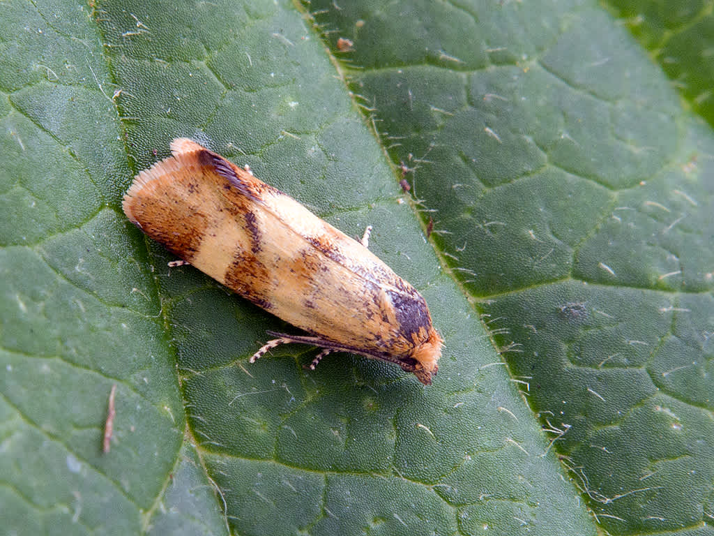 Downland Conch (Aethes tesserana) photographed in Somerset by John Bebbington