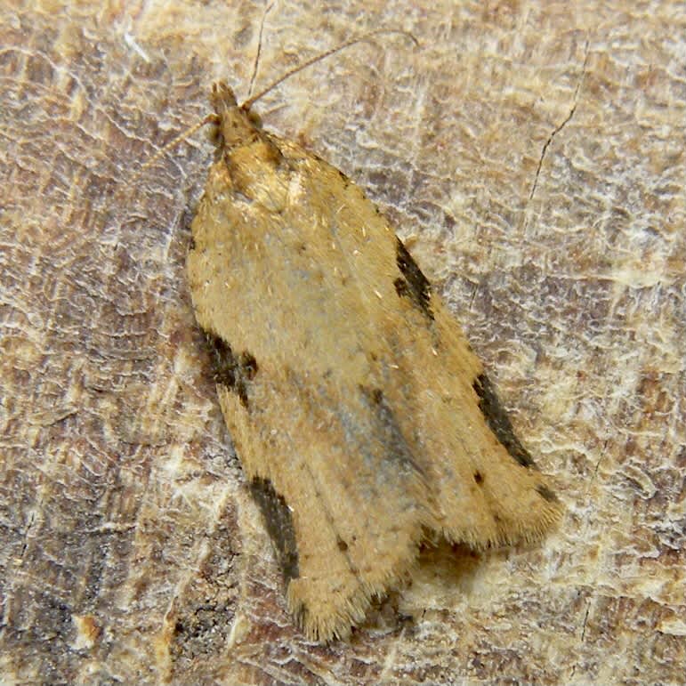 Clepsis spectrana Somerset Moths