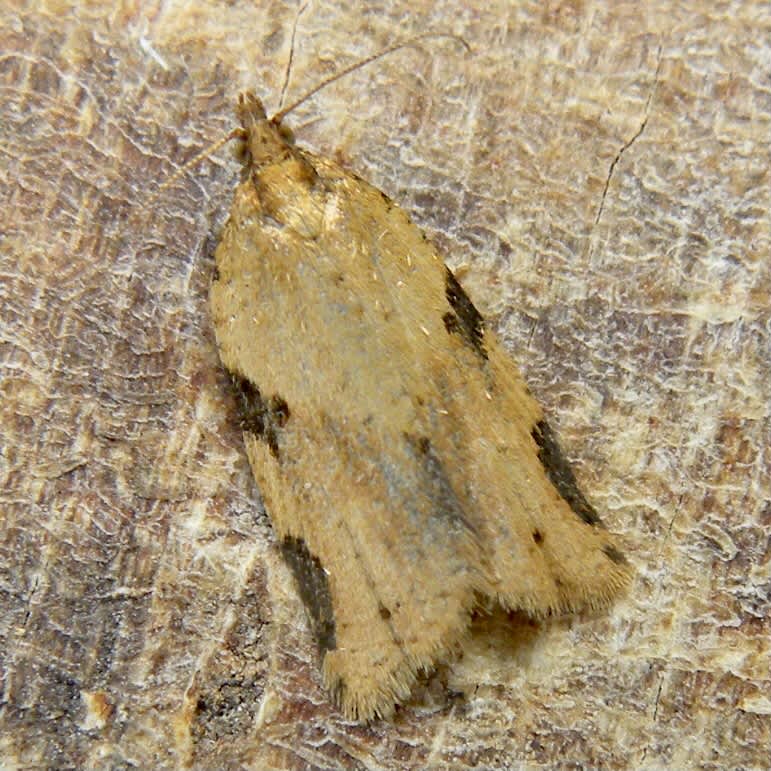 Cyclamen Tortrix (Clepsis spectrana) photographed in Somerset by Sue Davies