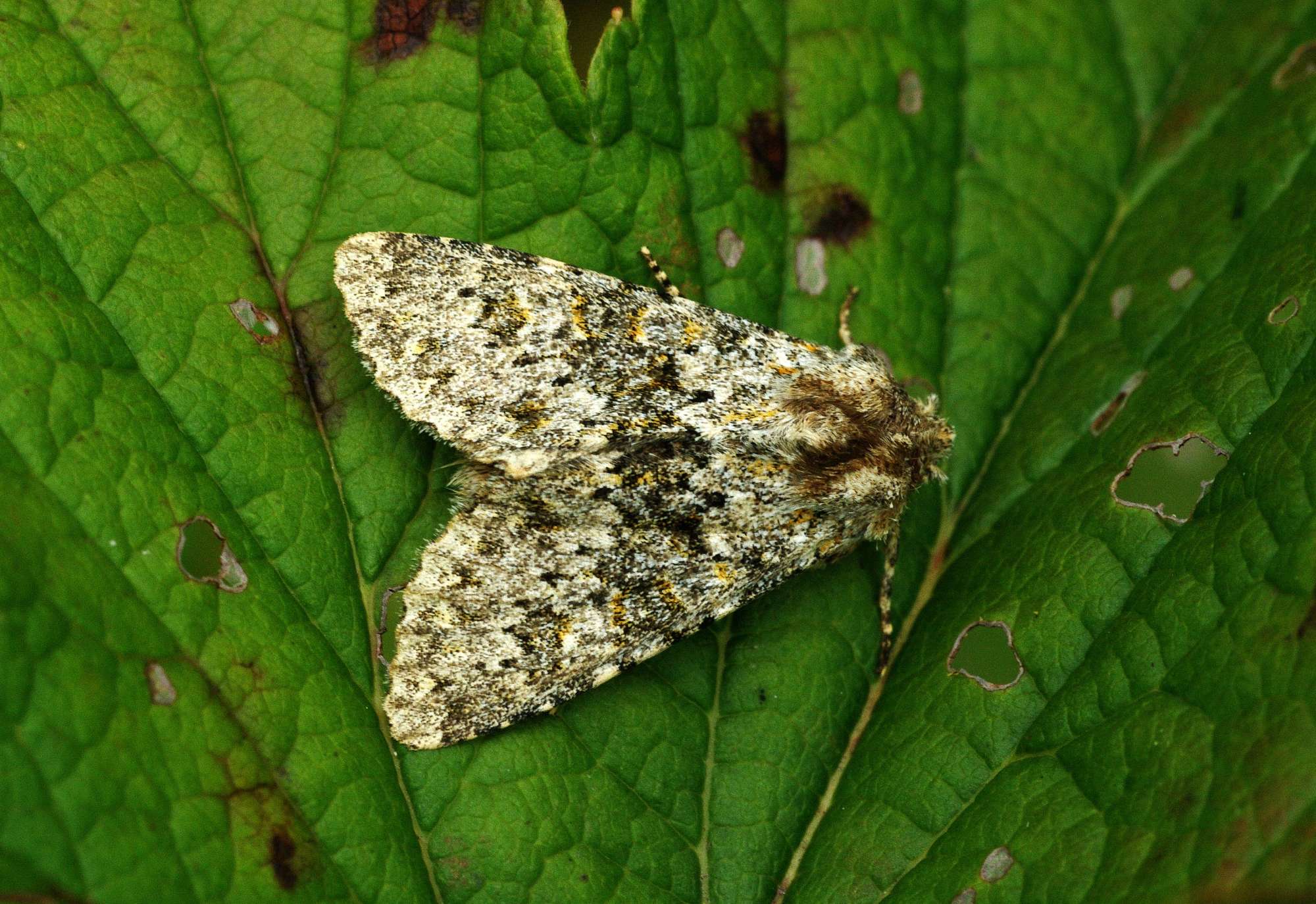 Large Ranunculus (Polymixis flavicincta) photographed in Somerset by John Connolly