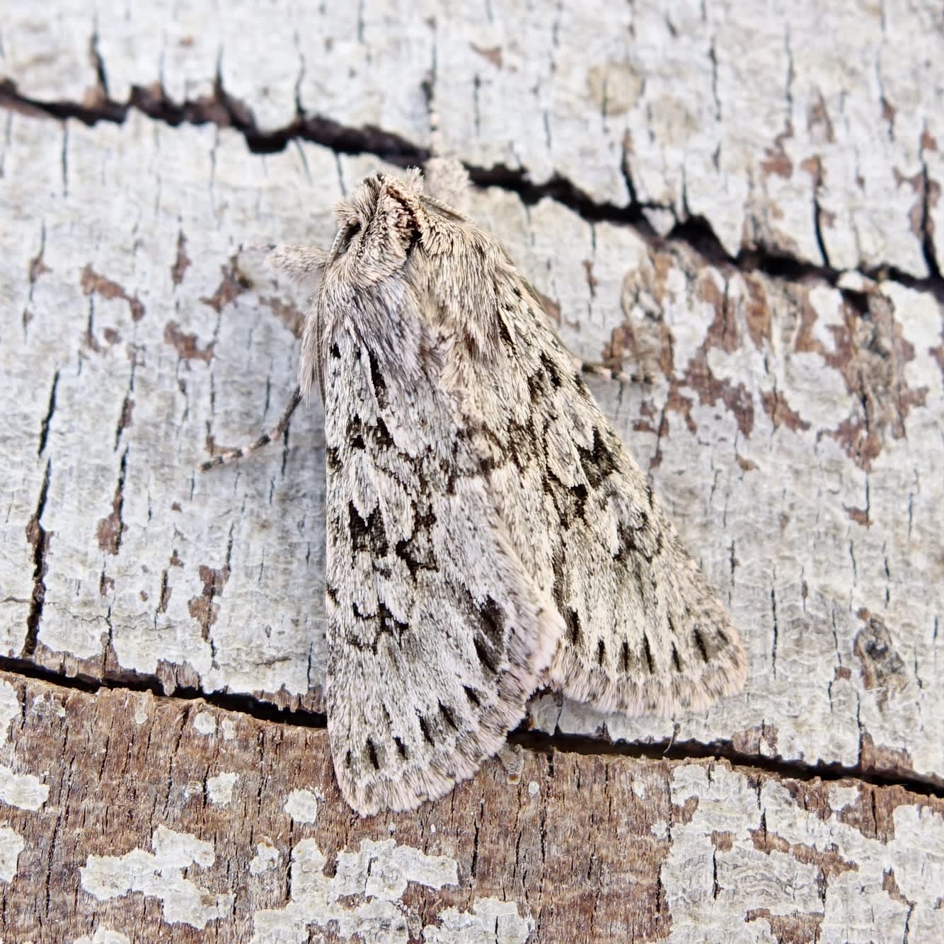 Early Grey (Xylocampa areola) photographed in Somerset by Sue Davies