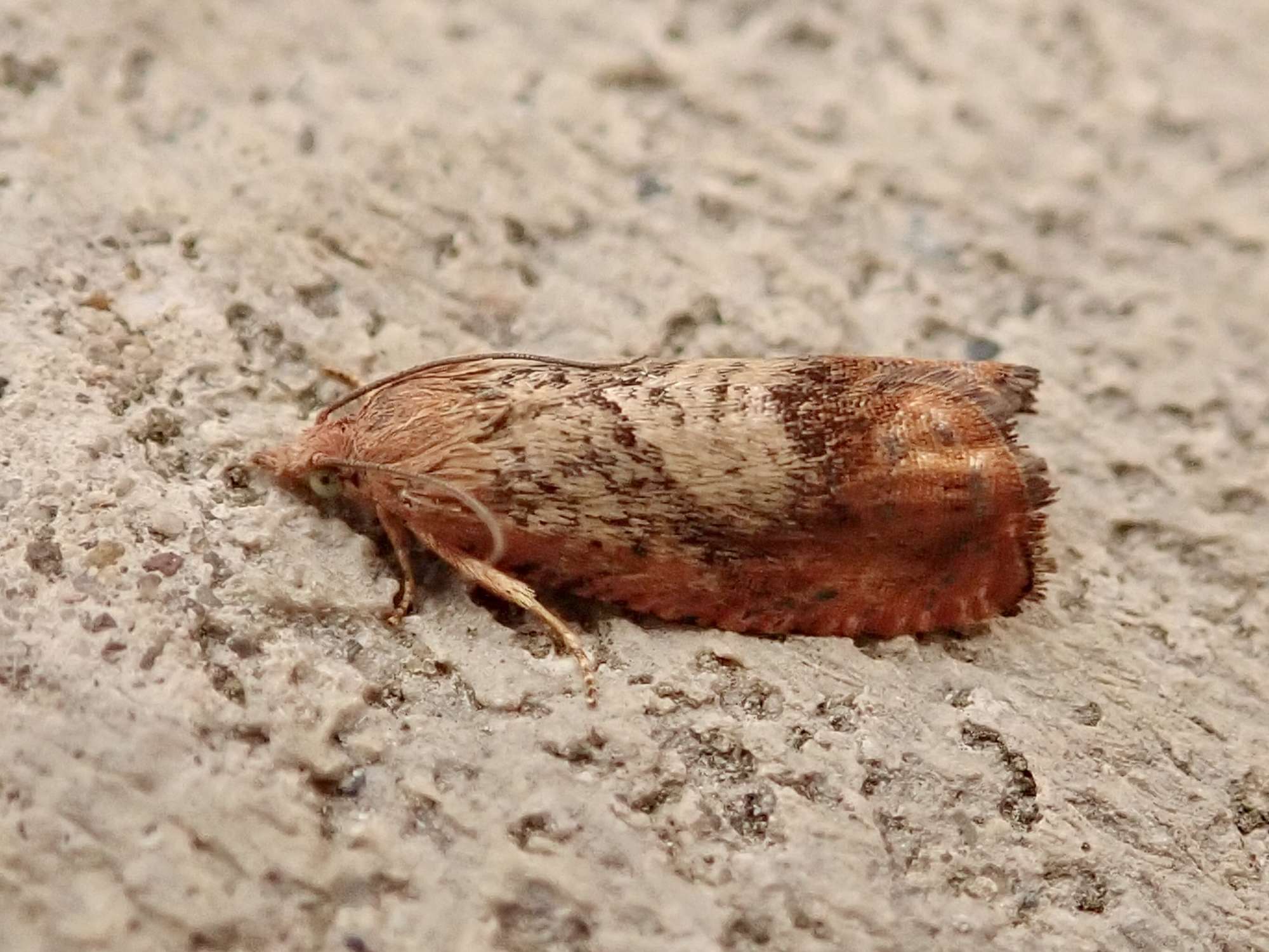 Vagrant Piercer (Cydia amplana) photographed in Somerset by Sue Davies