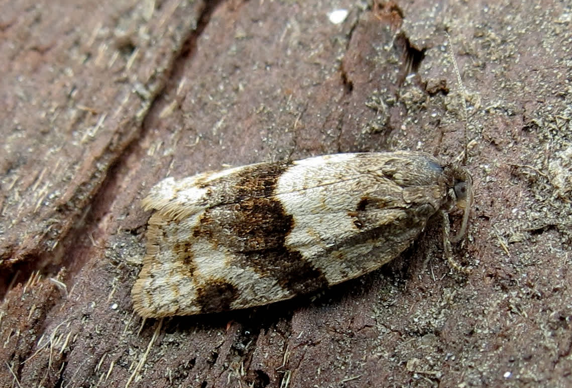 Dark-barred Tortrix (Syndemis musculana) photographed in Somerset by Steve Chapple