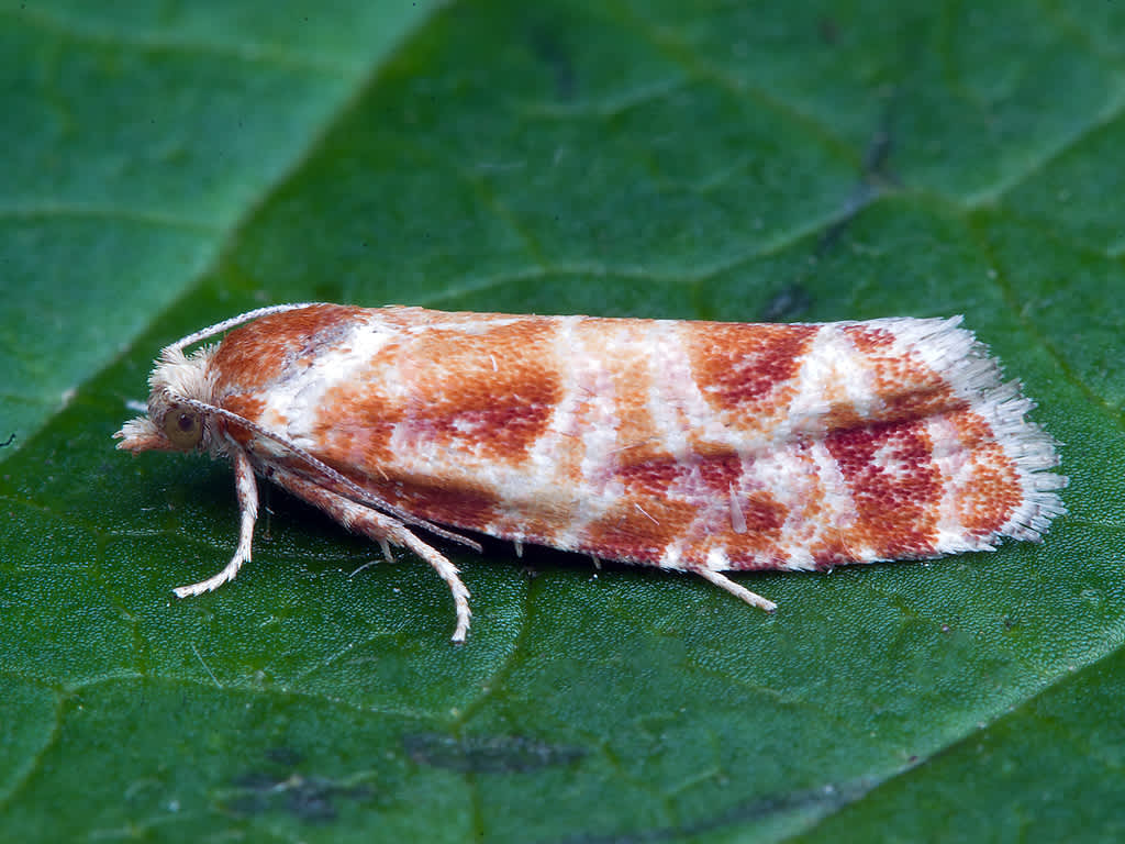 Orange-spotted Shoot (Rhyacionia pinicolana) photographed in Somerset by John Bebbington