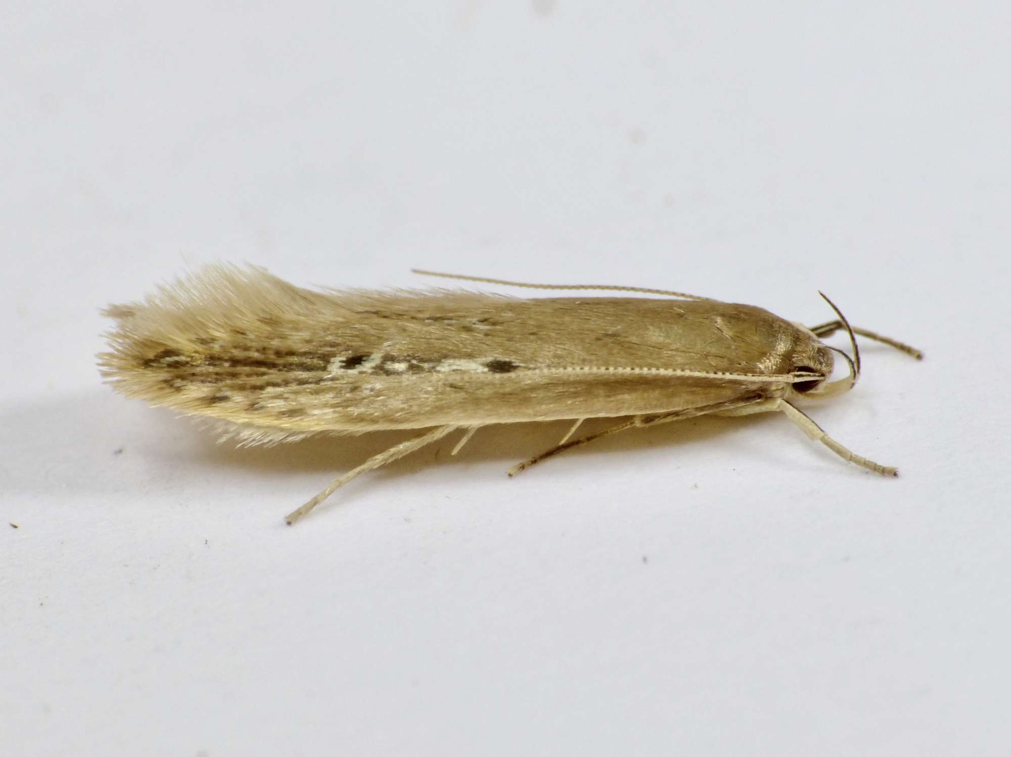 Bulrush Cosmet (Limnaecia phragmitella) photographed in Somerset by Paul Wilkins