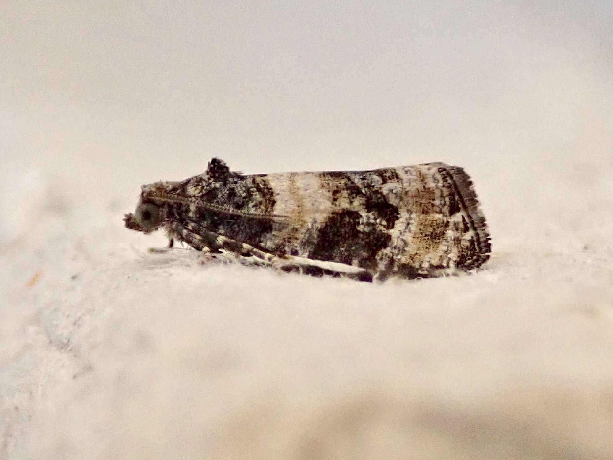 Pine Marble (Piniphila bifasciana) photographed in Somerset by Sue Davies