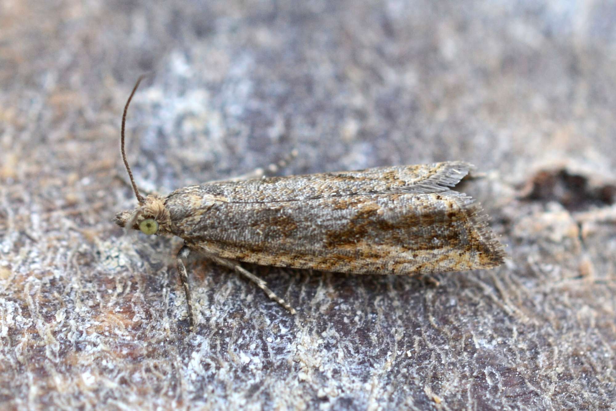 Rush Marble (Bactra lancealana) photographed in Somerset by Sue Davies