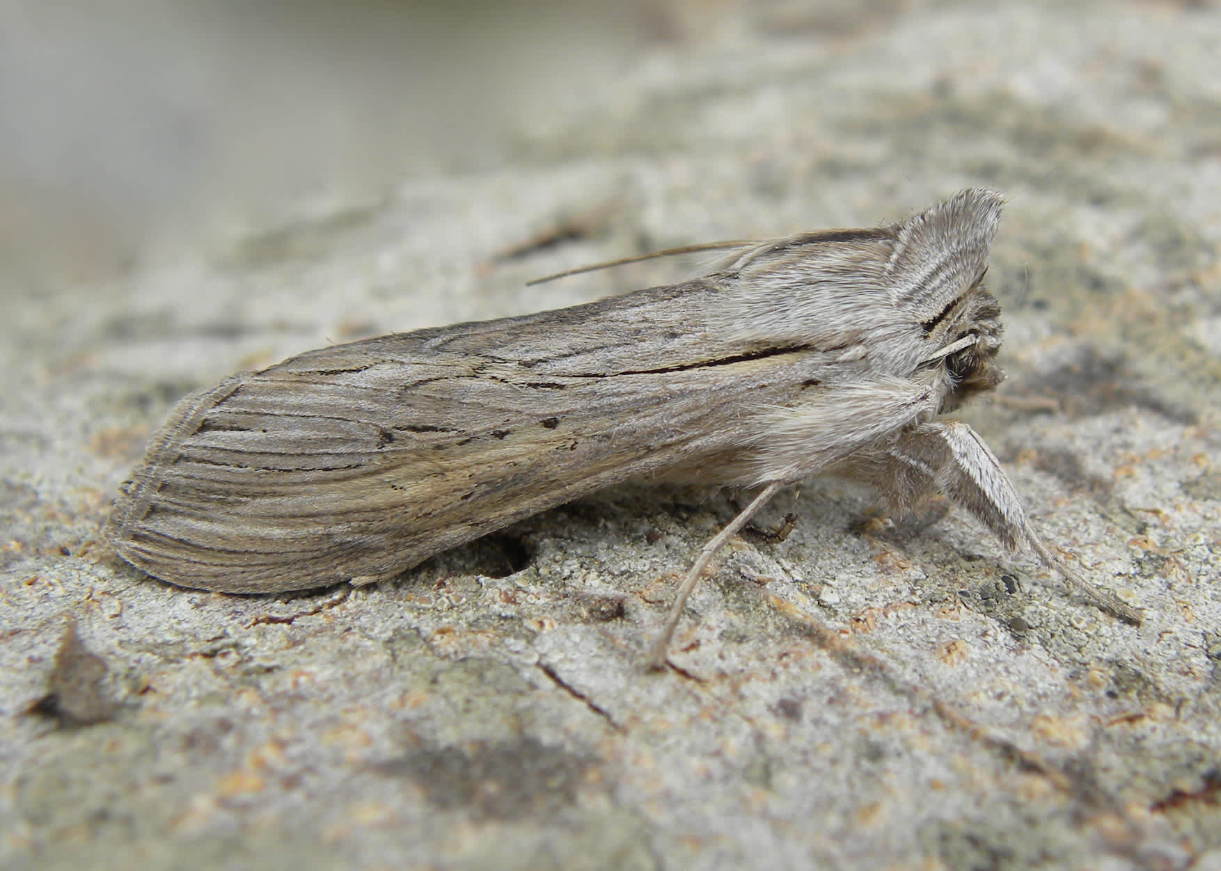 The Shark (Cucullia umbratica) photographed in Somerset by Sue Davies