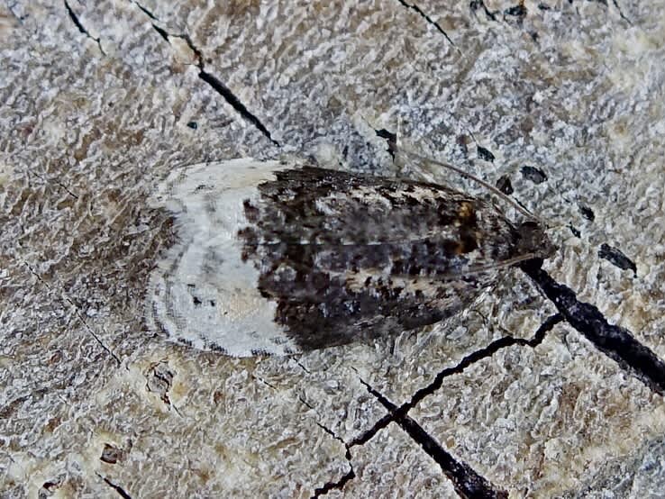 Birch Marble (Apotomis betuletana) photographed in Somerset by Sue Davies