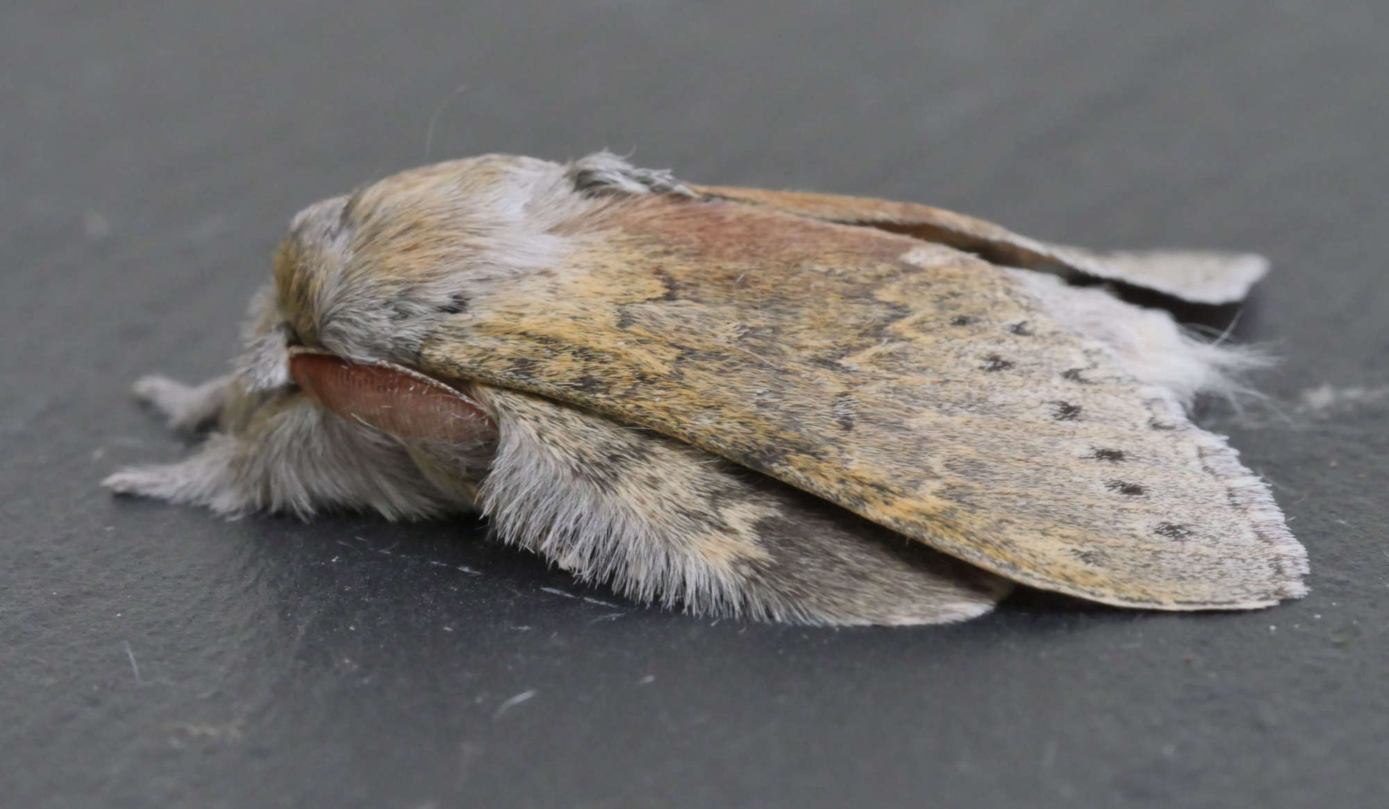 Lobster Moth (Stauropus fagi) photographed in Somerset by Jenny Vickers