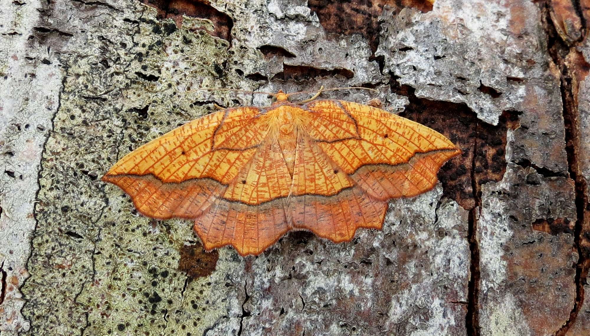 Bordered Beauty (Epione repandaria) photographed in Somerset by Steve Chapple