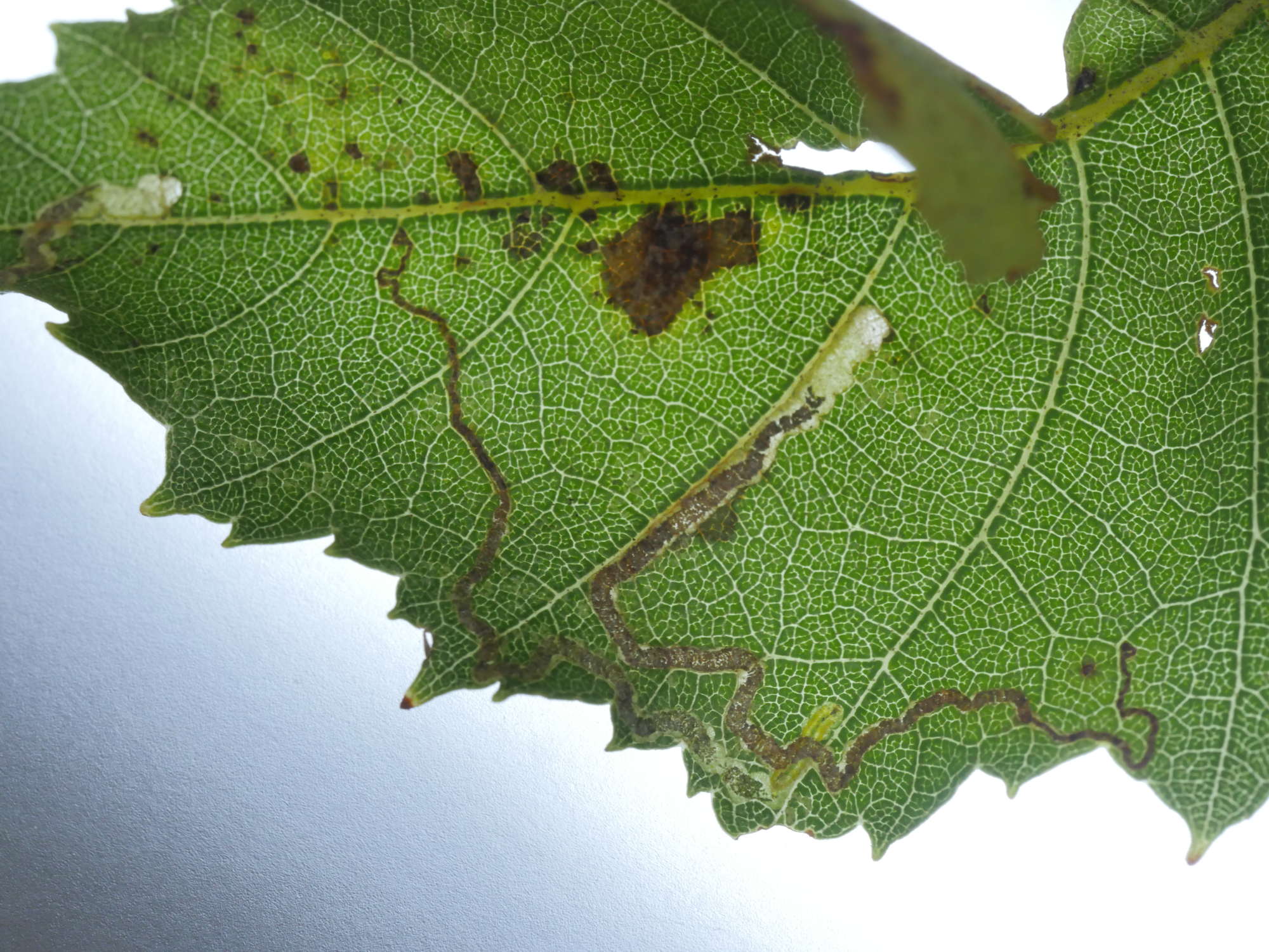 Small Birch Pigmy (Stigmella sakhalinella) photographed in Somerset by Jenny Vickers