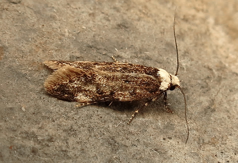 White-shouldered House Moth (Endrosis sarcitrella) photographed in Somerset by Steve Chapple