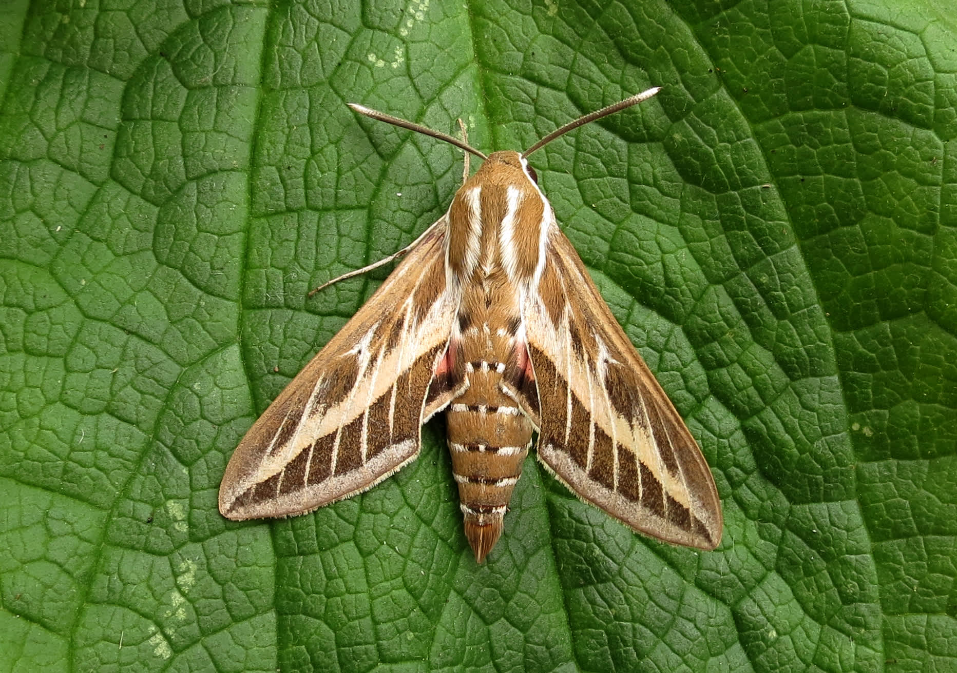 Striped Hawk-moth (Hyles livornica) photographed in Somerset by Steve Chapple