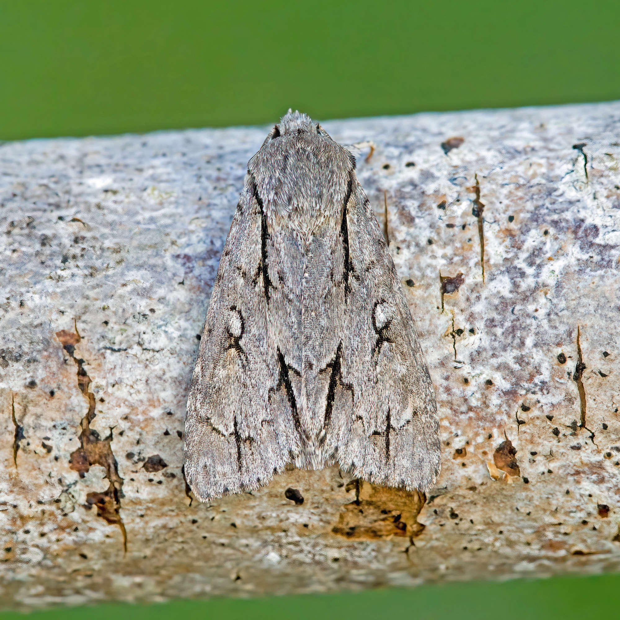 Dark Dagger (Acronicta tridens) photographed in Somerset by Nigel Voaden