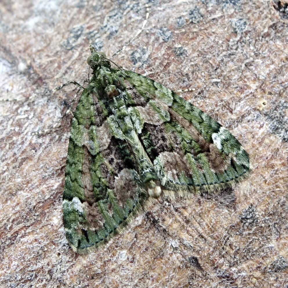 Red-green Carpet (Chloroclysta siterata) photographed in Somerset by Sue Davies