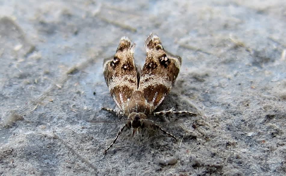 Vagrant Metal-mark (Tebenna micalis) photographed in Somerset by Steve Chapple