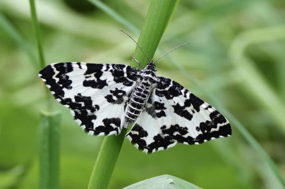 Argent & Sable (Rheumaptera hastata) photographed in Somerset by Sue Davies