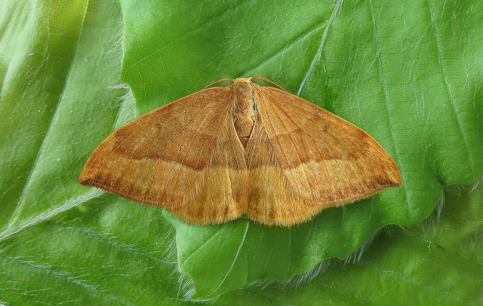 Barred Hook-tip (Watsonalla cultraria) photographed in Somerset by Steve Chapple