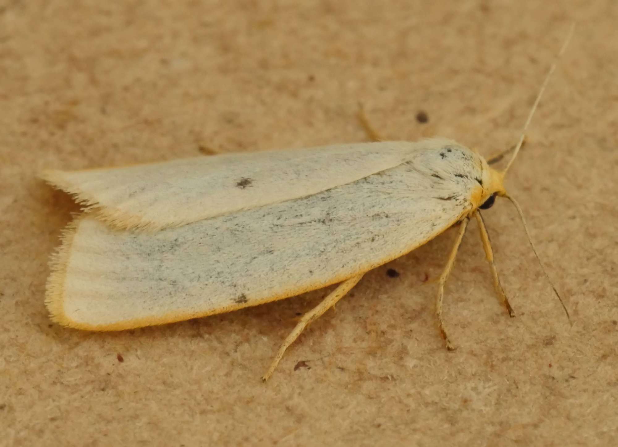 Four-dotted Footman (Cybosia mesomella) photographed in Somerset by Jenny Vickers