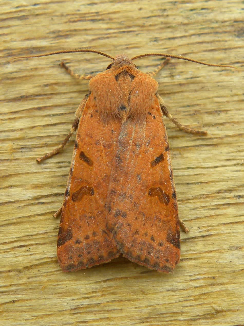 Beaded Chestnut (Agrochola lychnidis) photographed in Somerset by Sue Davies