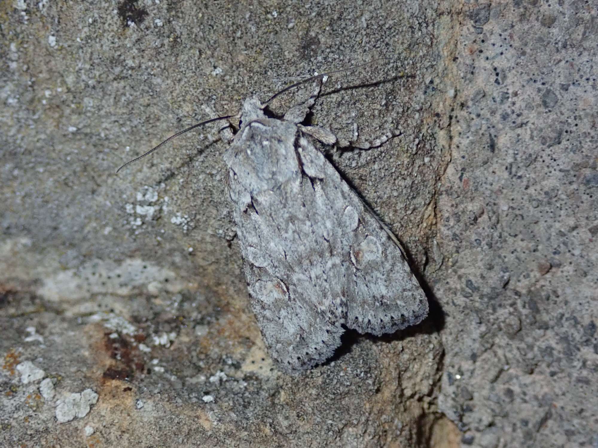 Grey Shoulder-knot (Lithophane ornitopus) photographed in Somerset by Christopher Iles