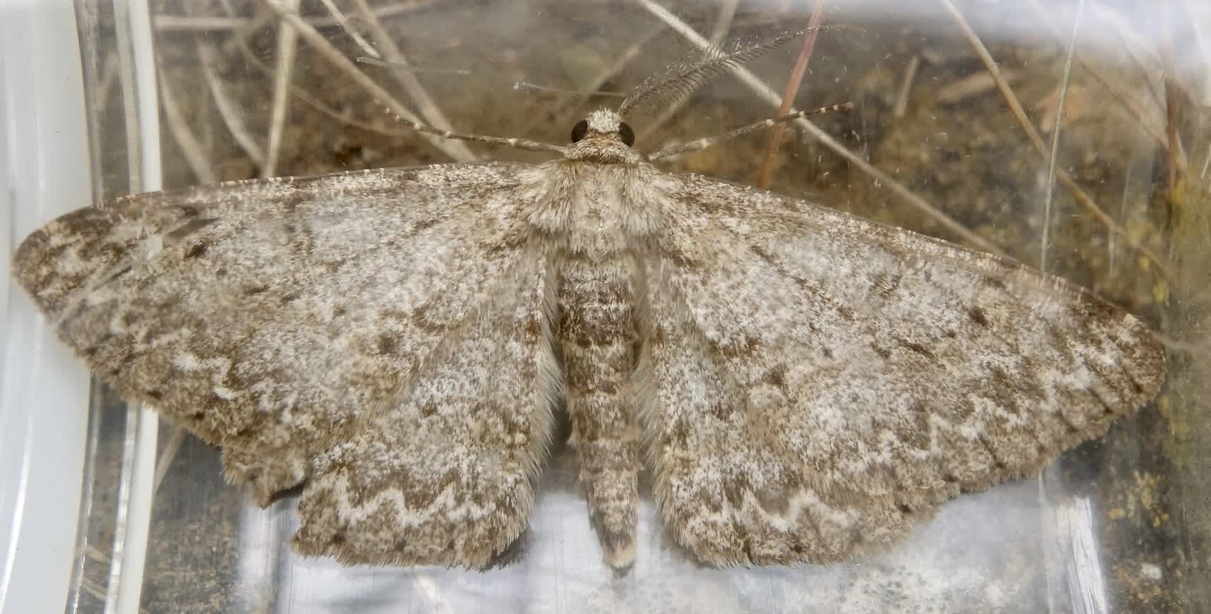 Pale Oak Beauty (Hypomecis punctinalis) photographed in Somerset by Sue Davies