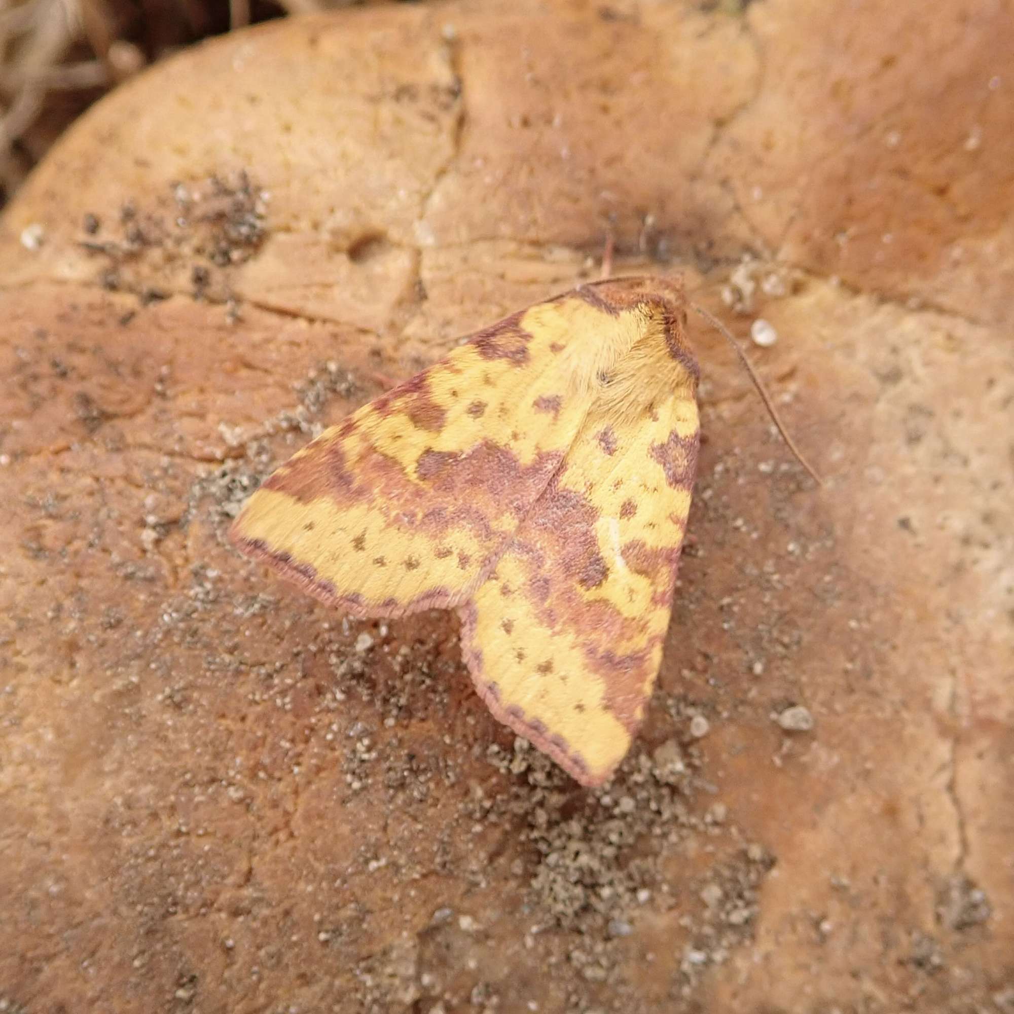 Pink-barred Sallow (Xanthia togata) photographed in Somerset by Sue Davies 