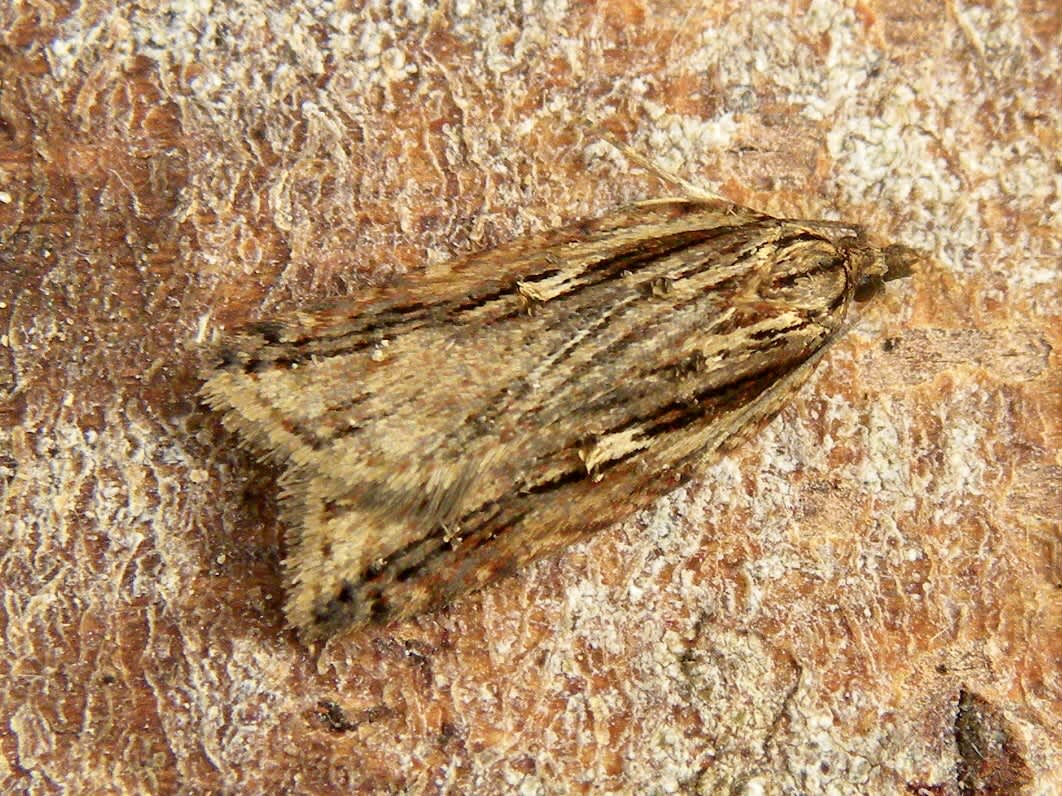 Dark-streaked Button (Acleris umbrana) photographed in Somerset by Sue Davies