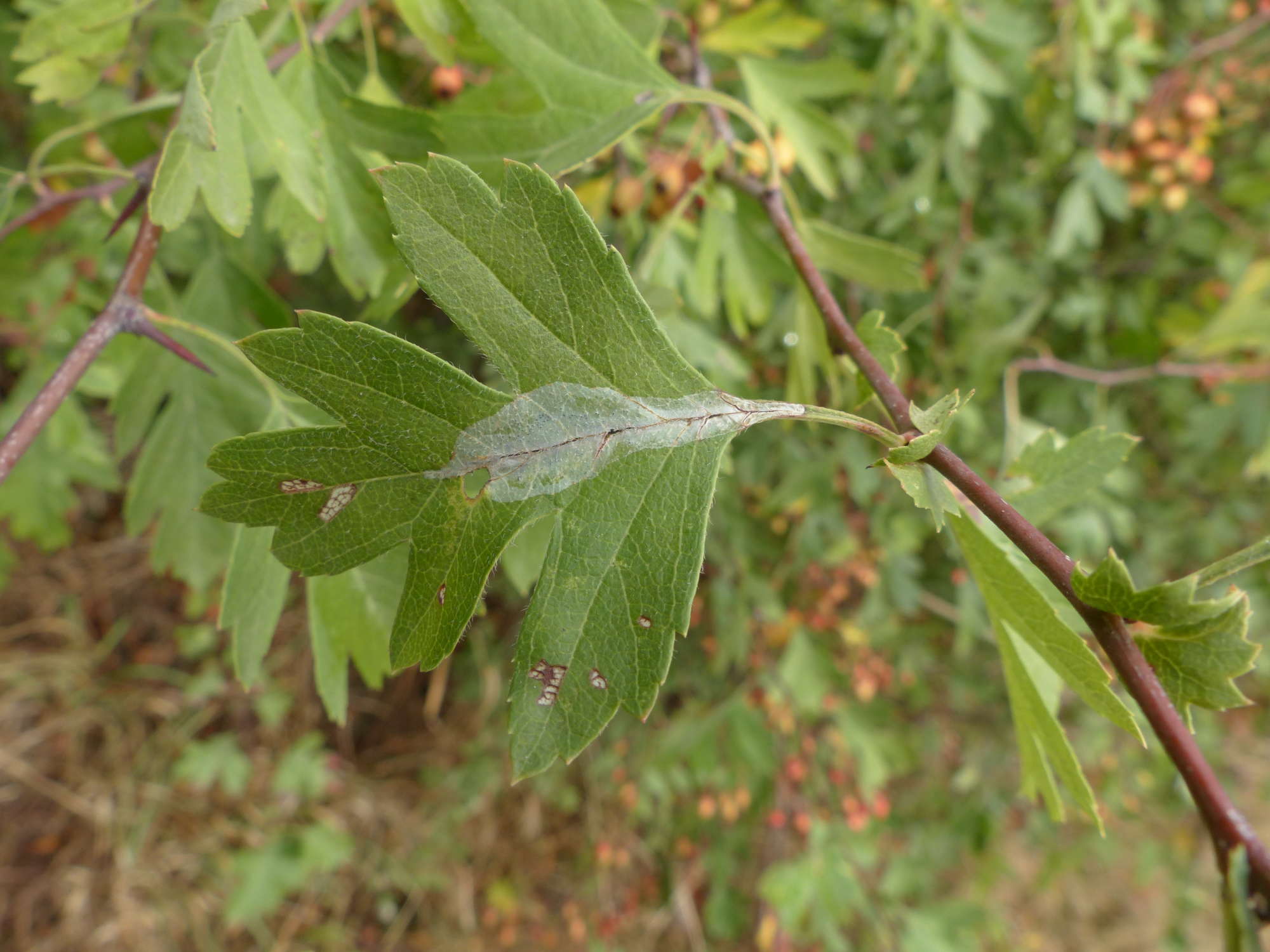 Firethorn Leaf-miner (Phyllonorycter leucographella) photographed in Somerset by Jenny Vickers