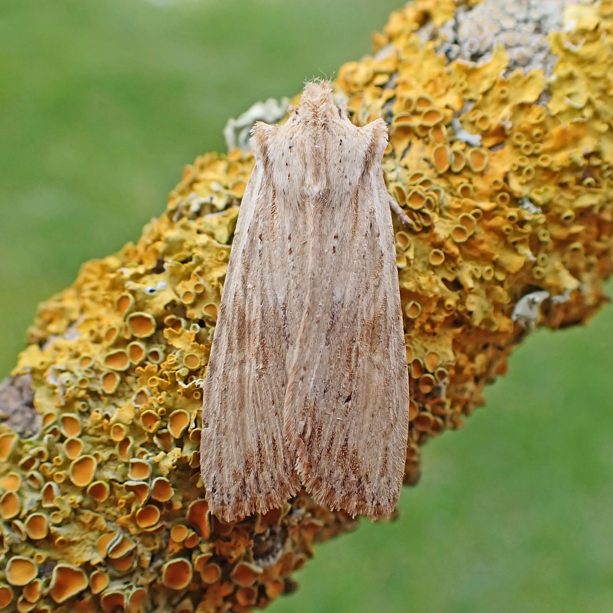 Pale Pinion (Lithophane socia) photographed in Somerset by Nigel Voaden