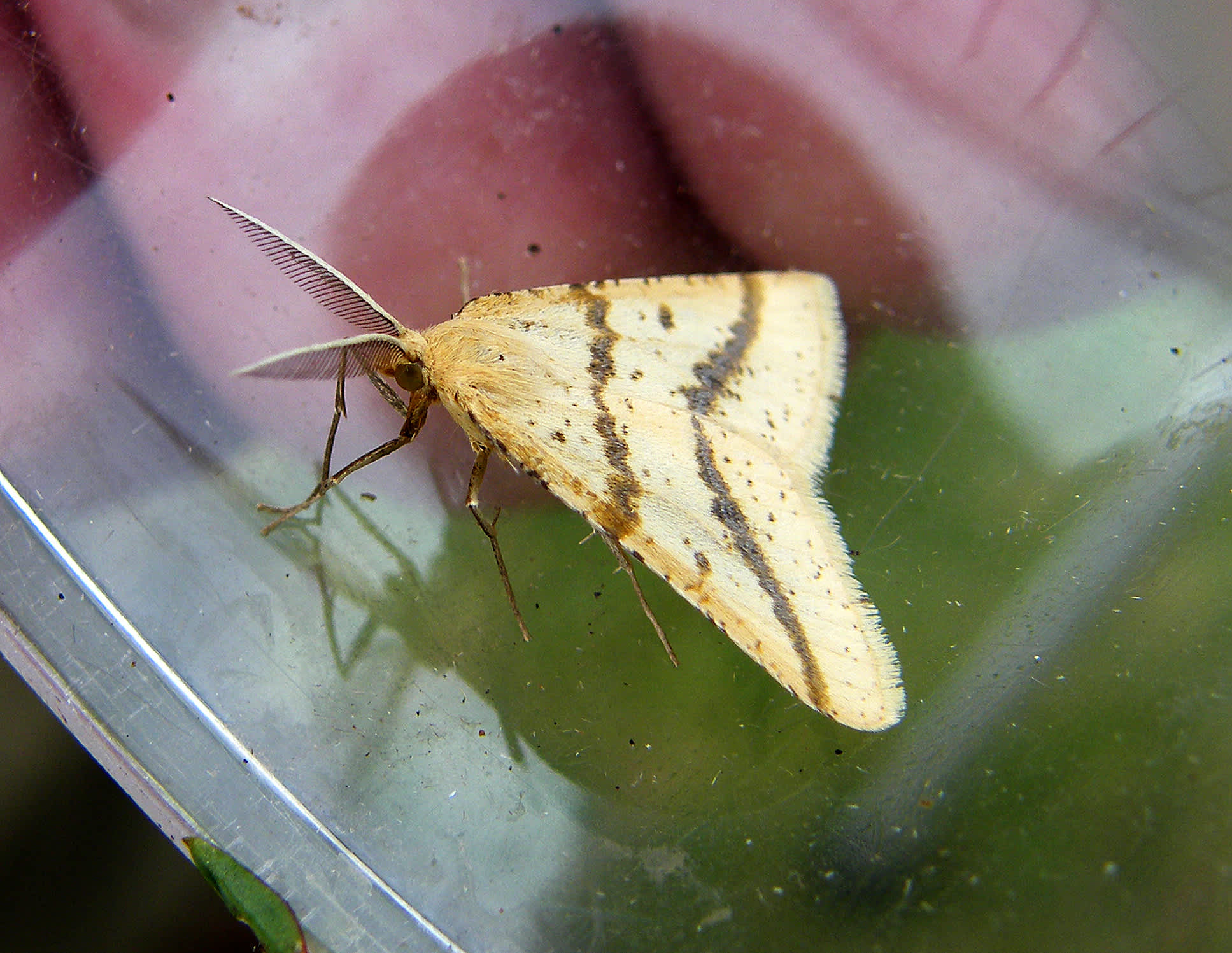 Yellow Belle (Aspitates ochrearia) photographed in Somerset by John Connolly