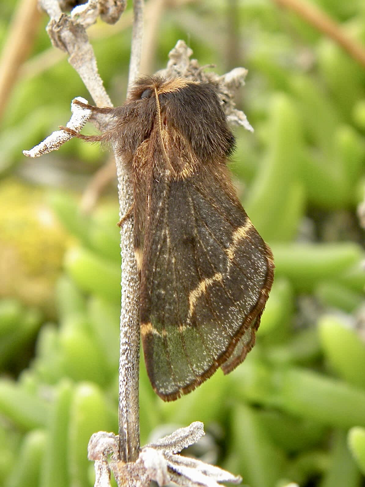 December Moth (Poecilocampa populi) photographed in Somerset by Sue Davies
