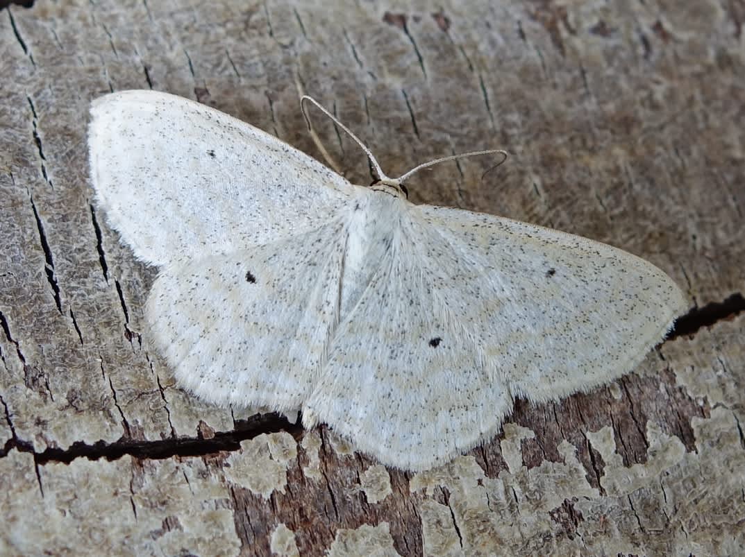 Lesser Cream Wave (Scopula immutata) photographed in Somerset by Sue Davies